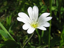 Cerastium arvense.jpeg