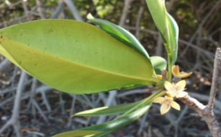 <i>Ceriops decandra</i> Species of flowering plant