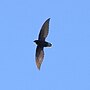 Thumbnail for Short-tailed swift