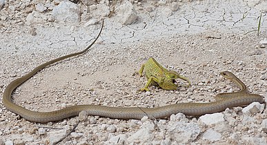 A flap-necked chameleon defending itself against a boomslang attack