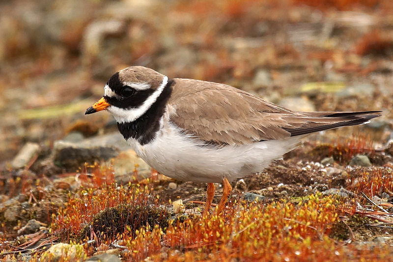 File:Charadrius hiaticula Kolari.JPG