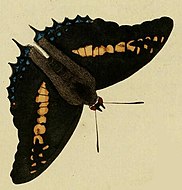 Charaxes castor cramer.JPG