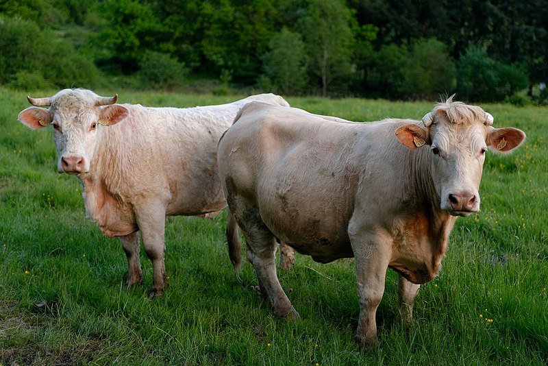 File:Charolais cows Auvergne 2013-05-11 n02.jpg