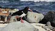 Thumbnail for Chatham oystercatcher