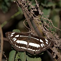 Каштан жолақ матросы Butterfly from JP Nagar Forest, Банаглор, Карнатака, Индия.jpg