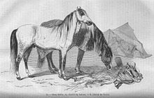 Gravure van paarden in zwart-wit.