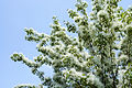 Chionanthus retusus - Chinese Fringetree - 10.jpg