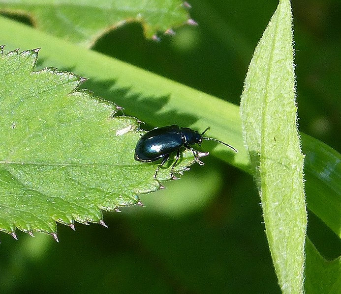 File:Chrysomelidae ? (34772717134).jpg