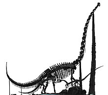 Окаменелость Chuanjiesaurus в Китайском музее науки и технологий.jpg