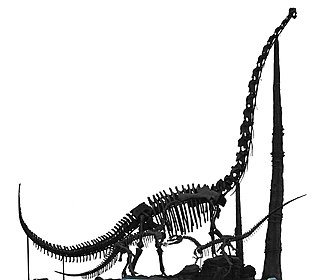 <i>Chuanjiesaurus</i> genus of reptiles (fossil)