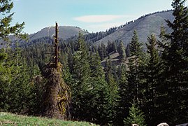 Chumstick Mountain Summit von der Primitive Access Road.jpg