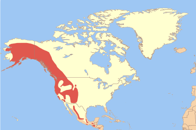 File:Cinclus mexicanus map.svg