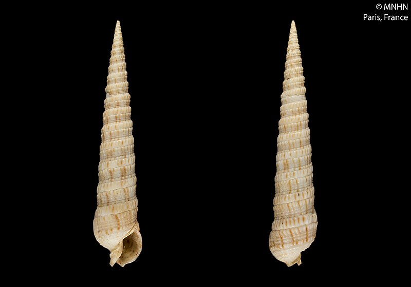 File:Cinguloterebra salisburyi (MNHN-IM-2000-2191).jpeg