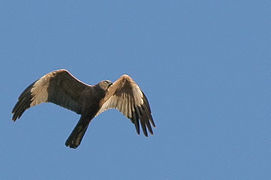 Un busard des roseaux, mâle, en vol, en Pologne