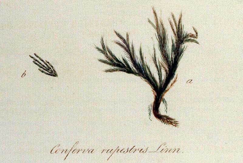 File:Cladophora rupestris Batava.jpg