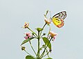 * Nomination Close wing position Nectering activity of Delias eucharis (Drury, 1773) - Indian Jezebel (Male) --Sandipoutsider 07:57, 12 March 2024 (UTC) * Promotion  Support Good quality. --Rjcastillo 00:22, 12 March 2024 (UTC)