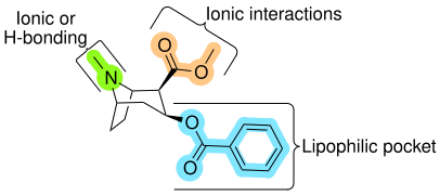 The structure of cocaine with relevant structural motifs for activity at the dopamine transporter highlighted.

While it was originally thought that the 2b-carbomethoxy moiety interacted with the DAT through hydrogen bonding, subsequent research has indicated that electrostatic (ionic) interactions are the primary means of interactions with the DAT. Cocaine Pharmacophore.svg