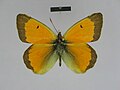 ♂ dorsal side