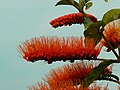 Inflorescence de Combretum rotundifolium (vue de profil)