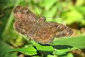 * Nomination Common Small Flat, Sarangesa dasahara, Tuvvur --Baluperoth 17:42, 14 September 2016 (UTC) * Decline It lacks detail, not a QI to me, sorry --Poco a poco 18:35, 14 September 2016 (UTC)