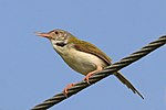 Thumbnail for Common tailorbird