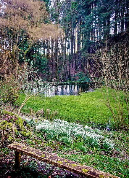 File:Compton Valence, Snowdrops overlooking pond - geograph.org.uk - 3336191.jpg