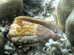 Cône ponctué (Conus arenatus)