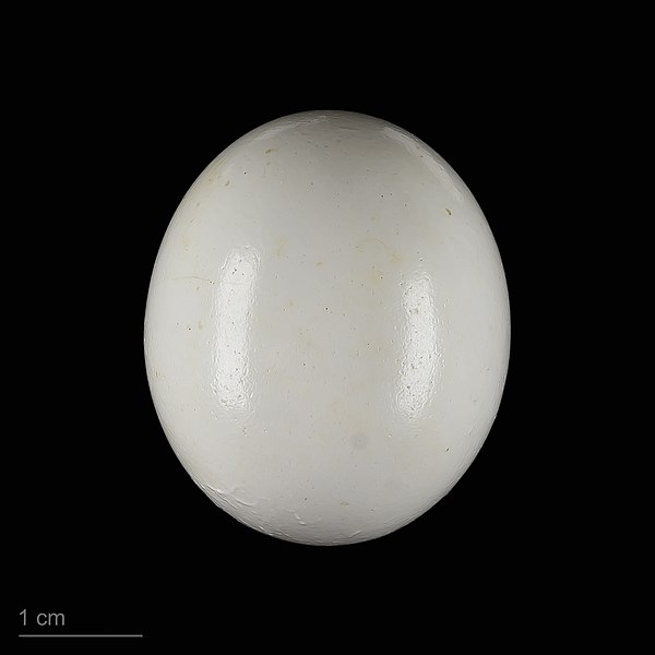 File:Coracopsis vasa MHNT.ZOO.2010.11.148.12.jpg