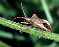 Punaises des citrouilles : Coreus marginatus