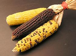 Trois variétés de maïs