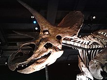 Cornudo y Triceratops (11208904415).jpg