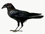 Thumbnail for Somali crow
