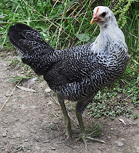 Cory's chickens 09 - Egyptian Fayoumi pullet (28488787120) (cropped).jpg