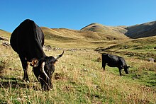 Par le pâturage, les vaches valorisent et entretiennent certains paysages