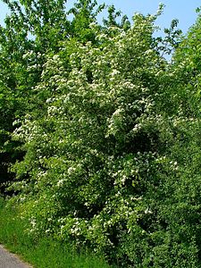 Crataegus monogyna Habitus