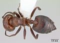 Crematogaster chodati casent0173933 dorsal 1.jpg