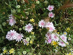 Crepis rubra