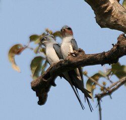 インドカンムリアマツバメ