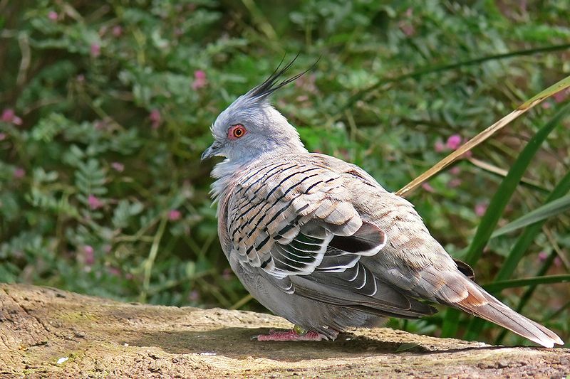 File:Crested pigeon444.jpg