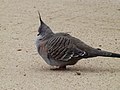 Crested pigeon 03.jpg