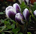 Crocus chrysanthus 'Prins Claus'