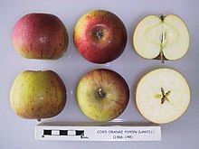 Cox Orange Pippin Cross section of Cox's Orange Pippin (LA 62D), National Fruit Collection (acc. 1966-148).jpg