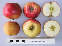 Cross section of Jennifer, National Fruit Collection (acc. 1944-040) .jpg