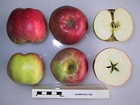 Cross section of Seabrook's Red, National Fruit Collection (acc. 1925-012) .jpg