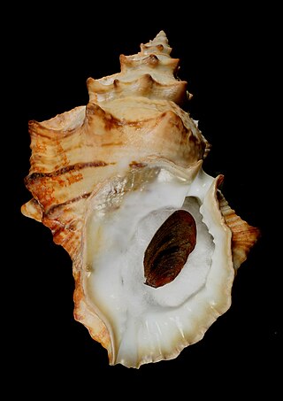 <i>Crossata</i> Genus of gastropods
