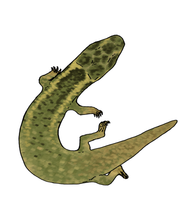 Reconstruction of Cryptolacerta