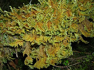 <i>Ctenidium molluscum</i> Species of moss