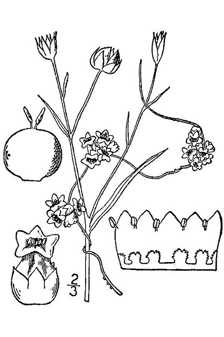 Cuscuta epilinum BB-1913.jpg