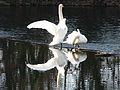 Cygnes tuberculés Isle Périgueux.jpg