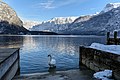 * Nomination Mute swan (Cygnus olor) at Lake Hallstatt, Hallstatt, Upper Austria --Uoaei1 05:00, 15 March 2018 (UTC) * Promotion Good quality. -- Johann Jaritz 05:11, 15 March 2018 (UTC)